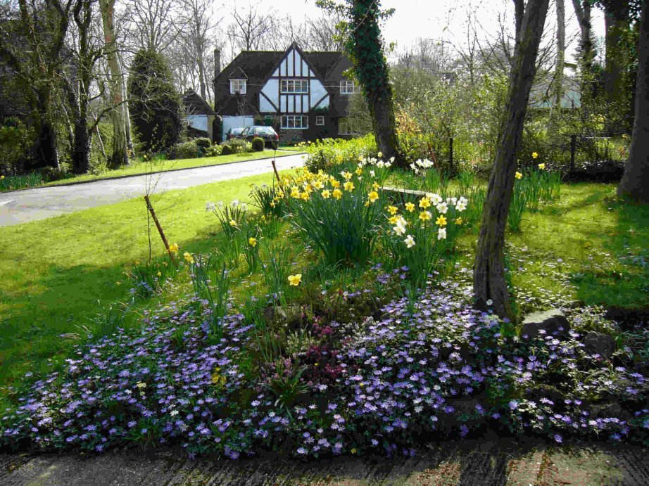 Daffodils and Anemones in Bishops Road